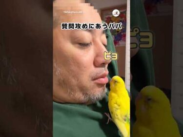 鳥ってしていい？🦜｜PECO