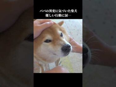 柴犬はパパの異変に気づき、優しい姿を見せてくれて…