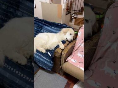 Lily リリー #greatpyrenees #todaysrunrun #グレートピレニーズ #今日のルンルン