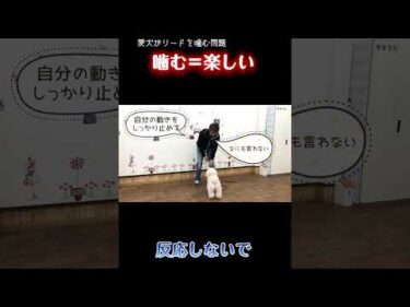 リードを噛む理由、これかもしれません【犬のしつけ】
