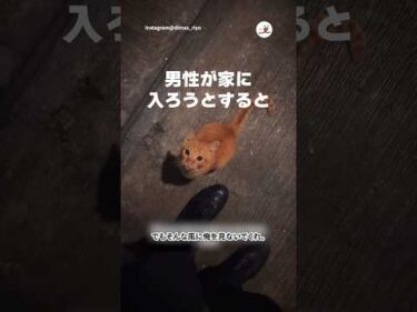 猫に選ばれた男｜PECO