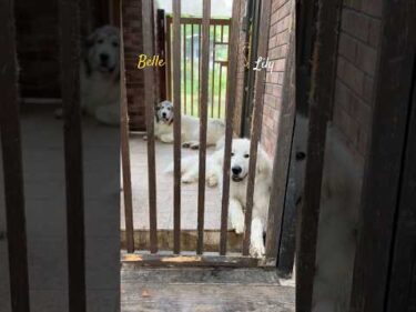 Belle Lily #greatpyrenees #todaysrunrun #グレートピレニーズ #今日のルンルン