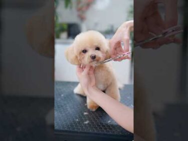 可愛いもこもこマルプーをカットしたら・・・✂️