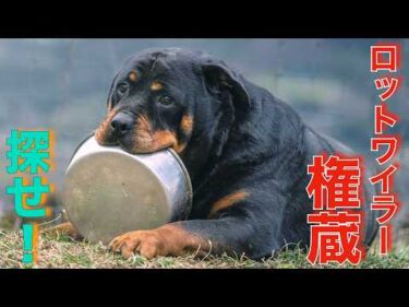【銀蔵を探せ】6月6日9時　錦織公園に集合してください！