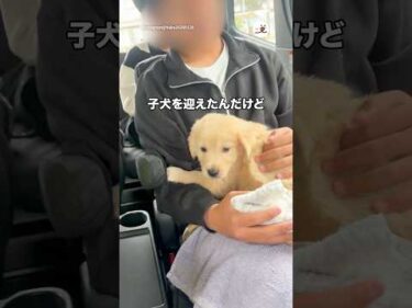 母犬と離れ離れにさせた悲しみで次男が…😢｜PECO