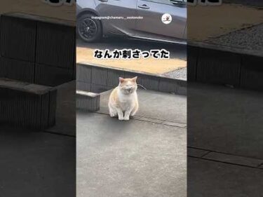 どこ行ってきたの？笑｜PECO