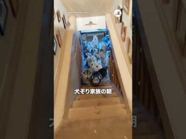 犬ぞり家族の朝｜PECO