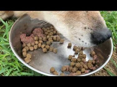 カツオくん食欲はあります