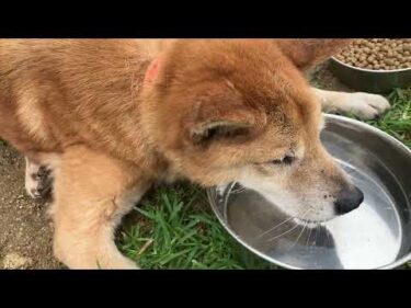 カツオくん少し体調崩してます