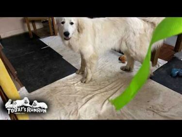 負けられない戦い！ソファーの固定バンドを噛み切ってやったリリーです　Great Pyrenees　グレートピレニーズ