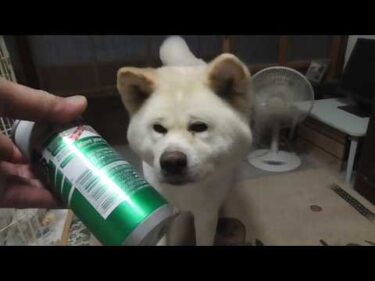 【秋田犬ゆうき】暑くても飼い主のように冷たいドリンクは飲めないので扇風機を回してもらう【akita dog】