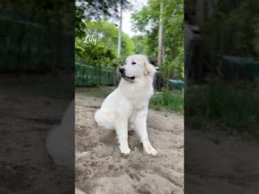 Lily リリー #greatpyrenees #todaysrunrun #グレートピレニーズ #今日のルンルン