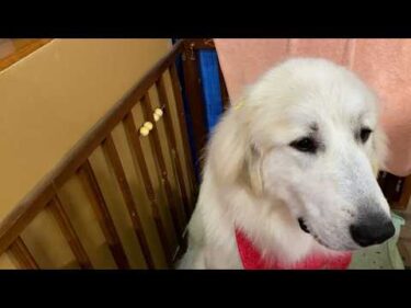 ダニの薬をお利口に飲んだアランとベルとリリーです　Great Pyrenees　グレートピレニーズ