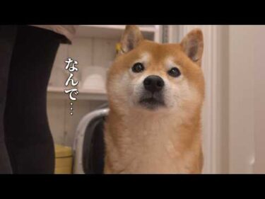 柴犬はこの日散歩に行けませんでした