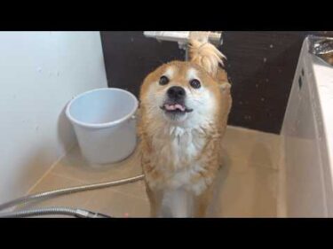 柴犬から異臭‥？急遽浴室へ行く事態に。。