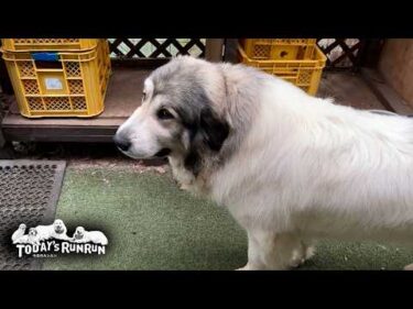 お散歩順番待ちはとっても不服そうなベルとリリーです　Great Pyrenees　グレートピレニーズ