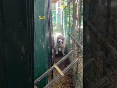 Belle ベル #greatpyrenees #todaysrunrun #グレートピレニーズ #今日のルンルン