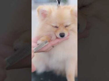 【動画全編は⬆️】どんどん眠くなってしまうトリミング中のポメラニアンの子犬