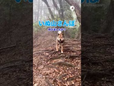 犬笛で戻ってくる四国犬｜PECO