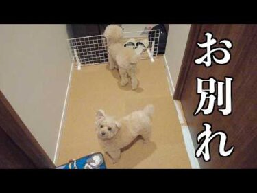 パパさんと別々に暮らすことになりました