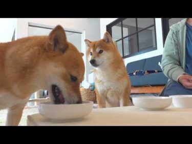 柴犬妹がフードを食べない日、小さな事件が起きました。