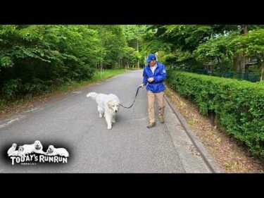 とても体調が良いので張り切ってお散歩をしたアランです　Great Pyrenees　グレートピレニーズ