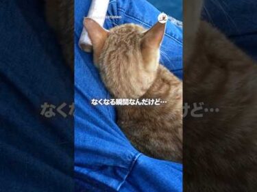 釣りしてたら野良猫さん乗ってきた｜PECO