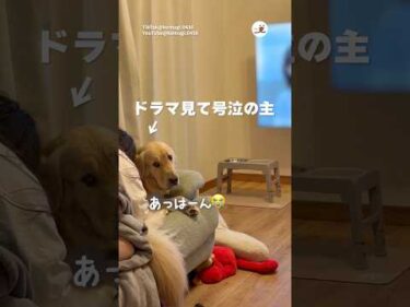 ドラマで号泣の主に戸惑う犬｜PECO