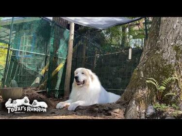 秘密基地の砂を整備してもらいとても快適なアランとリリーです　Great Pyrenees　グレートピレニーズ