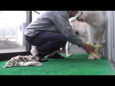 【秋田犬ゆうき】ジメジメの朝に今がチャンス！と雨間を縫ってお散歩に出たら全然ダメだった【akita dog】
