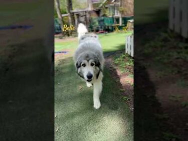 Belle ベル #greatpyrenees #todaysrunrun #グレートピレニーズ #今日のルンルン