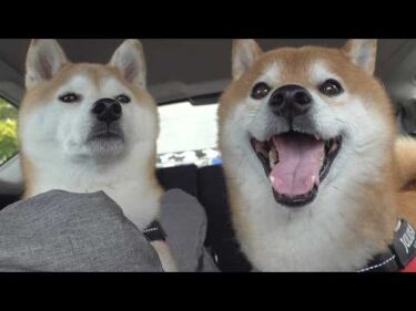 柴犬が病院に慣れすぎた結果、遂にこうなる。