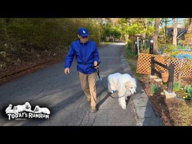 天気も体調も良いので張り切ってお散歩へ出かけたアランです　Great Pyrenees　グレートピレニーズ