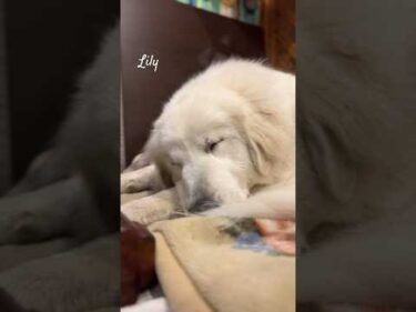 Lily リリー #greatpyrenees #todaysrunrun #グレートピレニーズ #今日のルンルン
