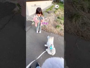 「ふせ」がうまく言えない3歳児とハスキー｜PECO