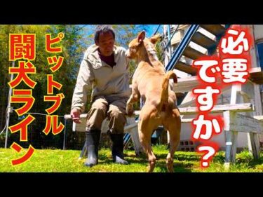 【ピットブル】その犬は本当に必要ですか？