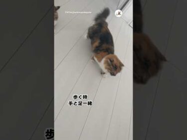 【発見】歩く時手と足一緒！｜PECO