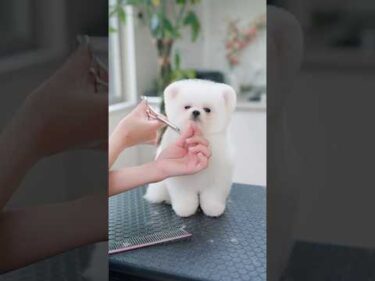 しろくまみたいな可愛すぎる子犬をトリミングしたら・・・