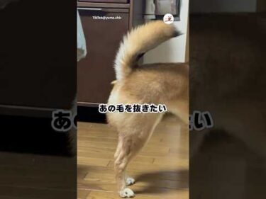 柴犬のお尻のあの毛｜PECO