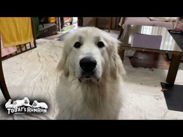 確かに枕は壊しましたが…何か？という態度のリリーです　Great Pyrenees　グレートピレニーズ