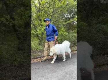 Lily リリー #greatpyrenees #todaysrunrun #グレートピレニーズ #今日のルンルン