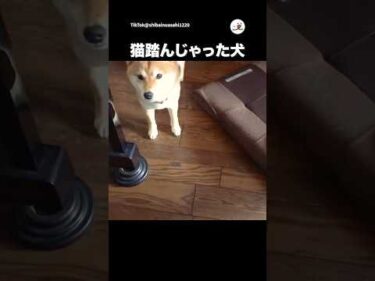猫踏んじゃった犬🐶｜PECO