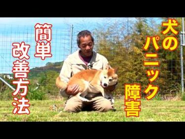 【犬のパニック障害】改善方法 その①抱っこ
