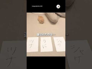 名前決めてもらいました✨｜PECO