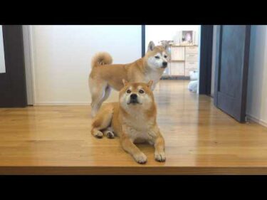 パパの帰りを待ち続けた柴犬、帰宅後まさかの反応に。