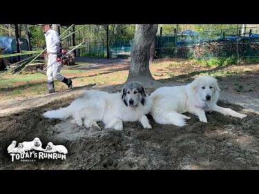 ほぐしてもらった砂場で快適に番犬をするベルとリリーです　Great Pyrenees　グレートピレニーズ