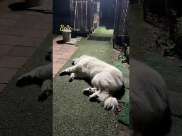Belle ベル #greatpyrenees #todaysrunrun #グレートピレニーズ #今日のルンルン