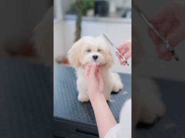 眠たくて仕方ない子犬がはじめてトリミングしたら・・・