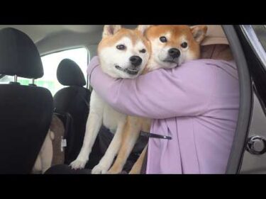 実家の柴犬、一週間ぶりにお袋と再会へ。