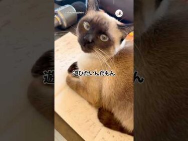 どくのかと思ったら…｜PECO